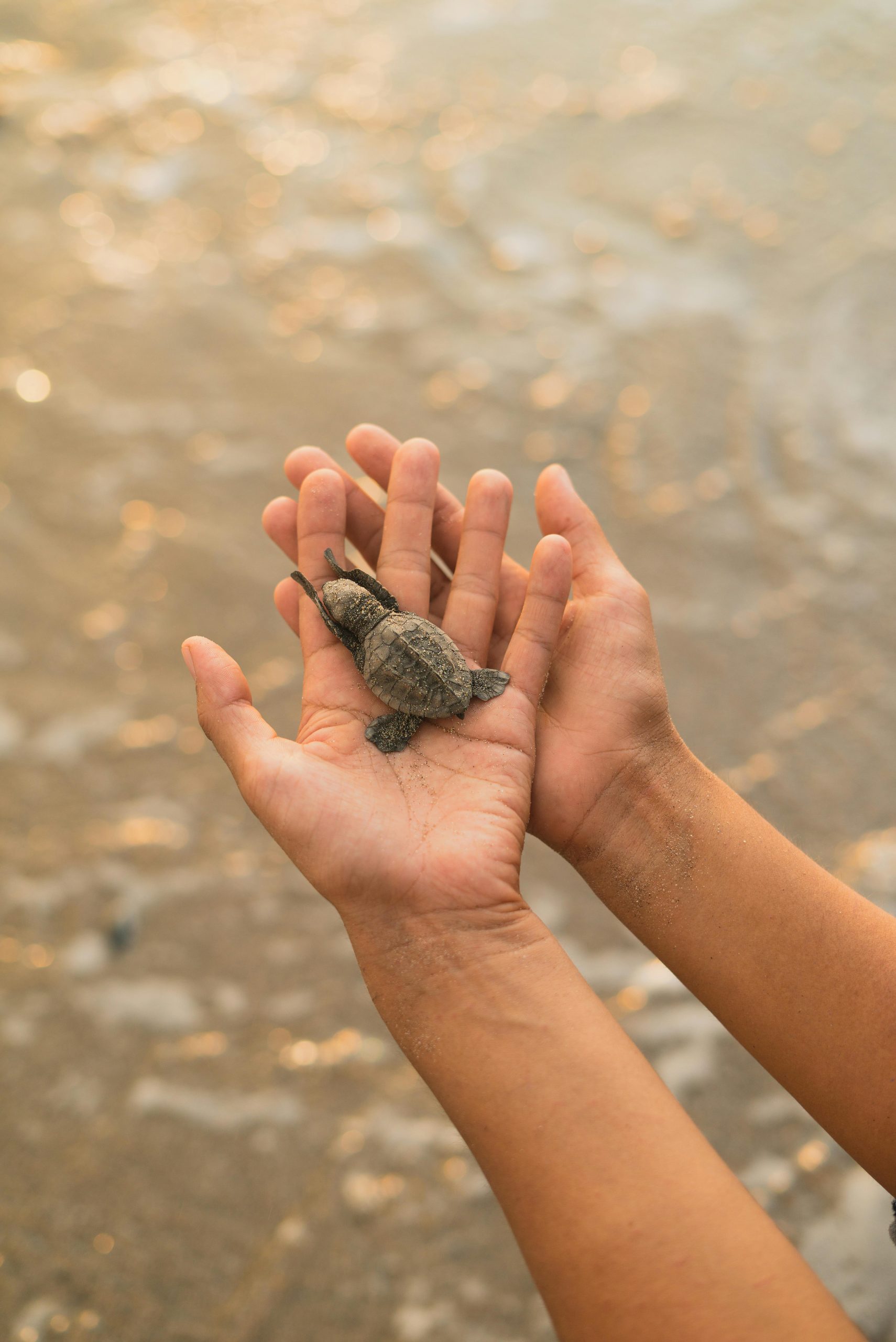 How Long Do Baby Turtles Sleep?