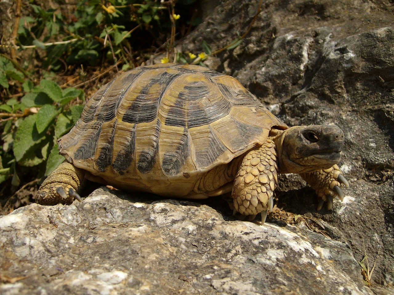 Why Does My Tortoise Chase Me?