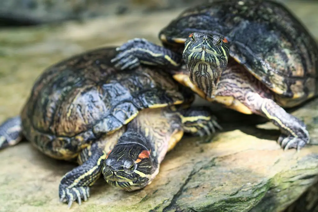 Why Does My Tortoise Chase Me?