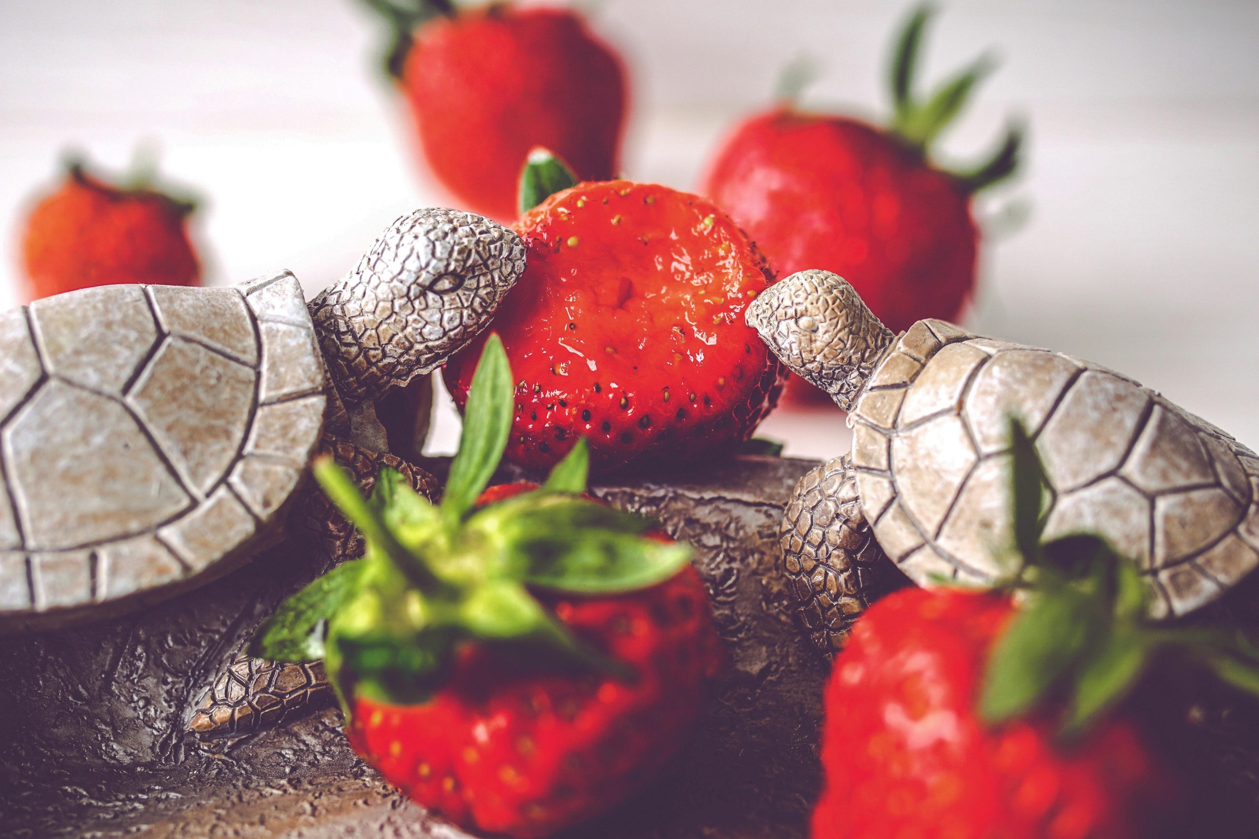 Can Turtles &Amp; Tortoises Eat Strawberries?