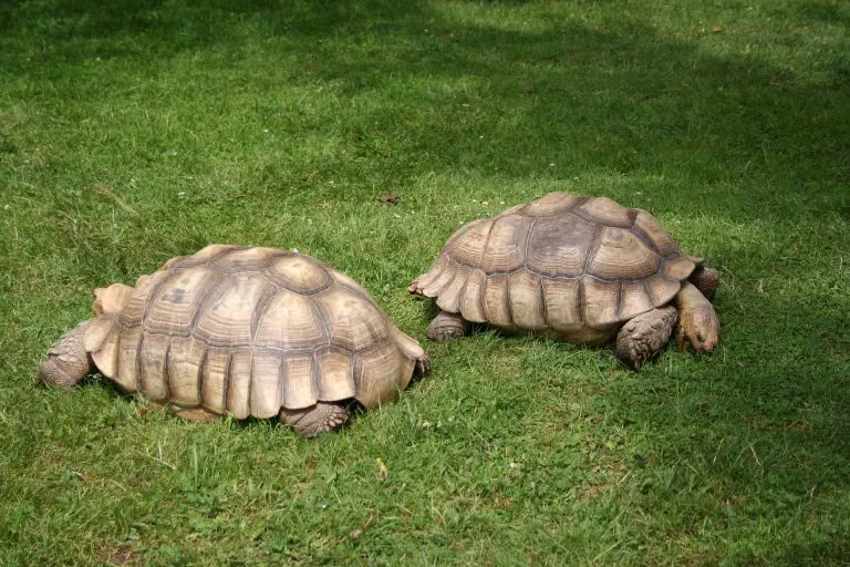 Why Did My Sulcata Tortoise Die? [8 Probable Reasons]