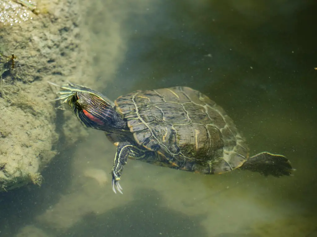 Why Does My Turtle Swim Towards Me?