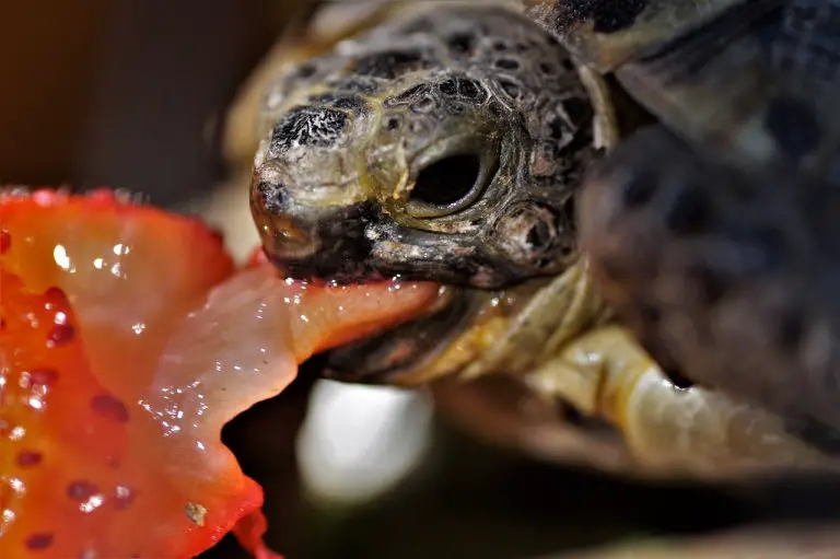 Can Turtles &Amp; Tortoises Eat Tomatoes?