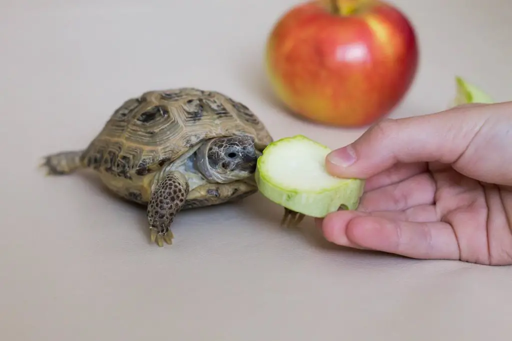 Can Turtles &Amp; Tortoises Eat Tomatoes?