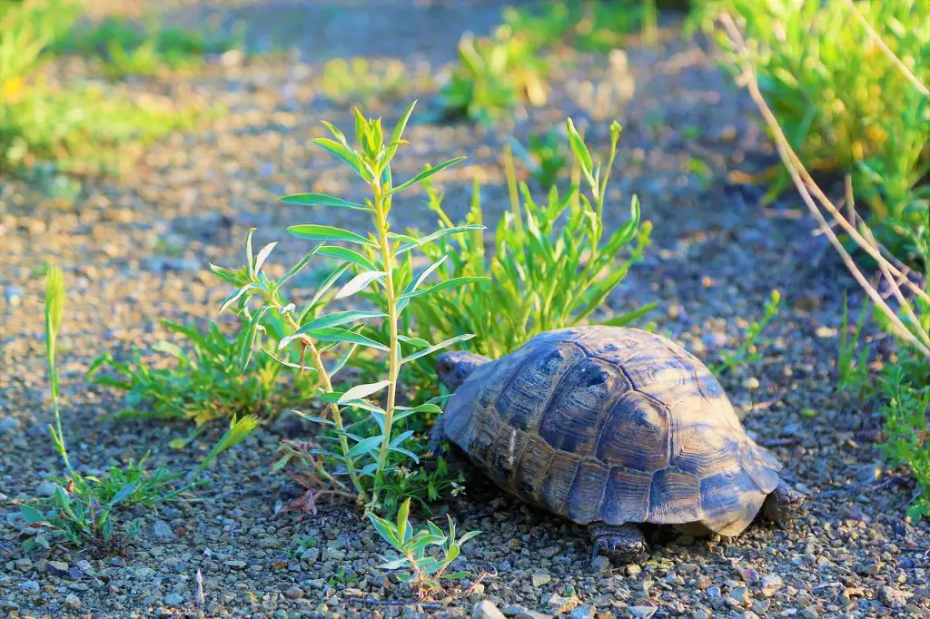 Why Is My Tortoise Not Very Active?