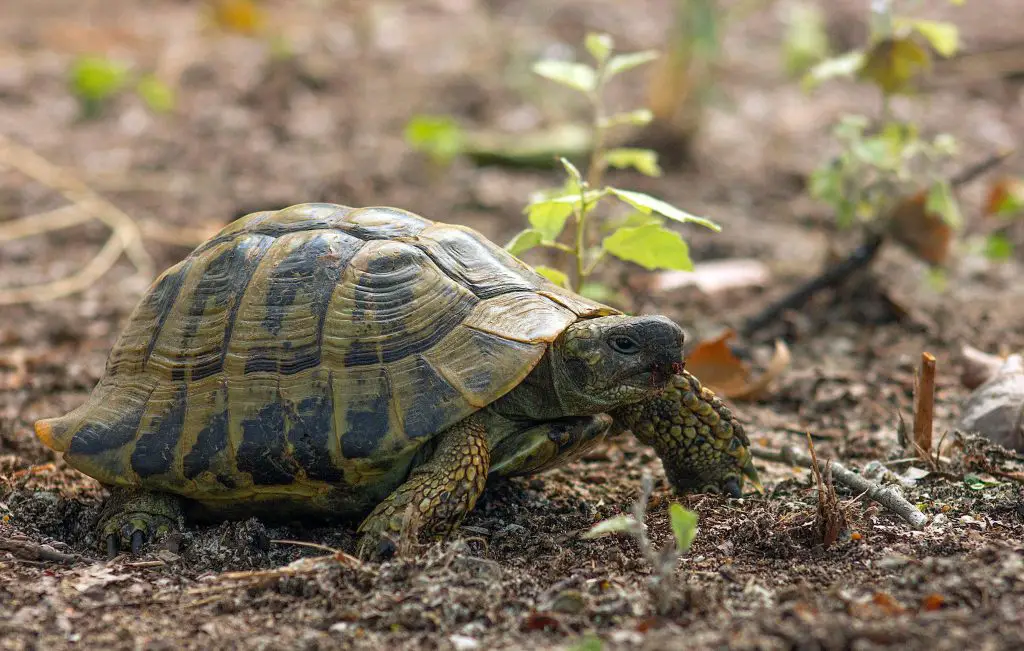 5 Tortoise Shell Problems &Amp; Way To Treat Them