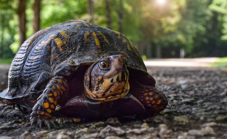 5 Tortoise Shell Problems &Amp; Way To Treat Them