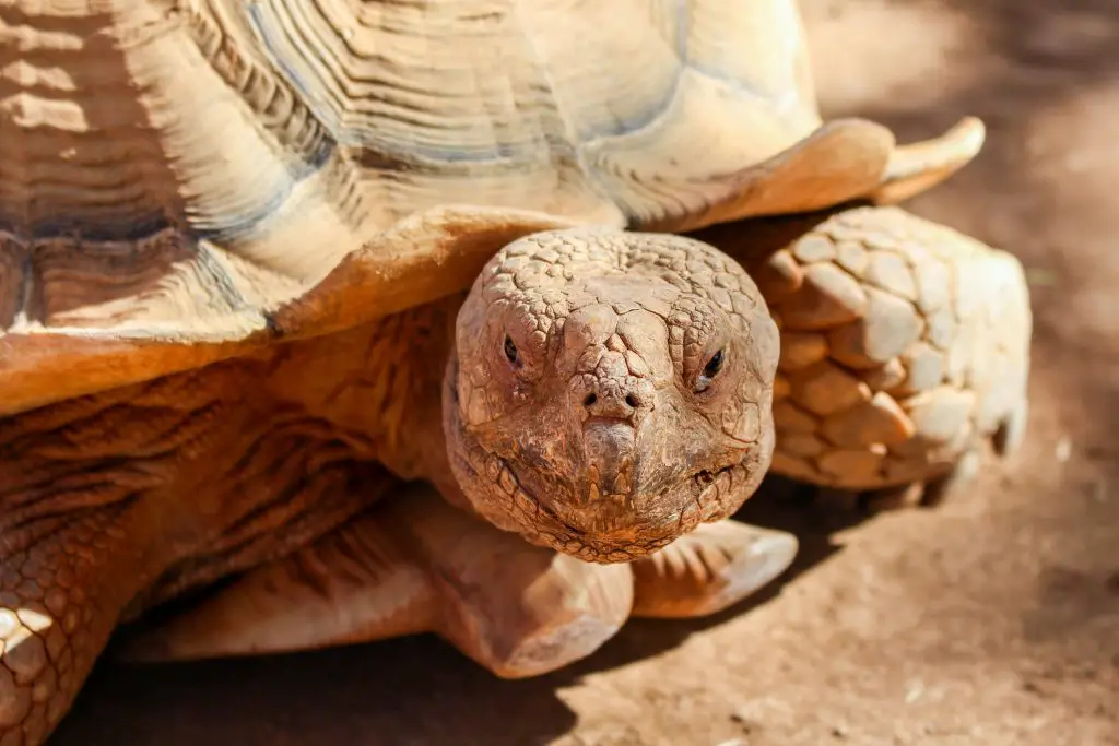 Tortoise Growth Rate: How To Make Them Grow Faster?