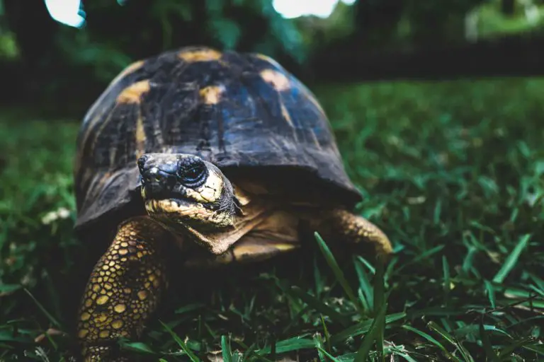 Can Turtles &Amp; Dogs Get Along?