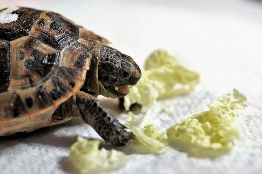 3 Seasonal Feeding Strategies For Your Turtle: Adjusting Diet Through The Year