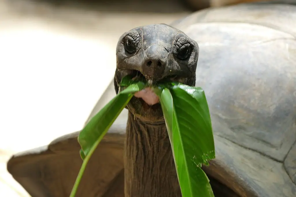 3 Seasonal Feeding Strategies For Your Turtle: Adjusting Diet Through The Year