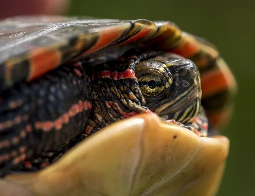 How To Preserve A Turtle’s Shell?