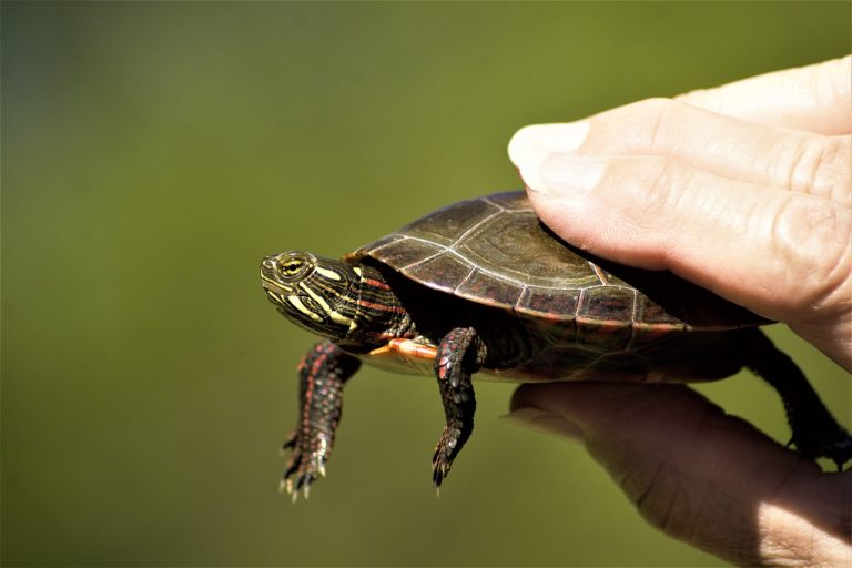 How To Preserve A Turtle’s Shell?