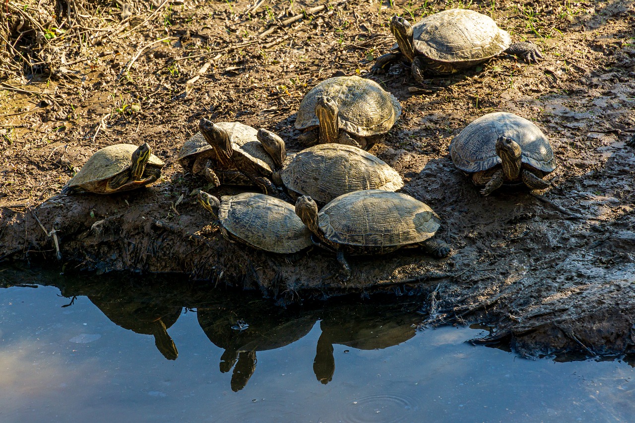 Mud Turtle Vs. Musk Turtle: Which One Is A Better Pet?