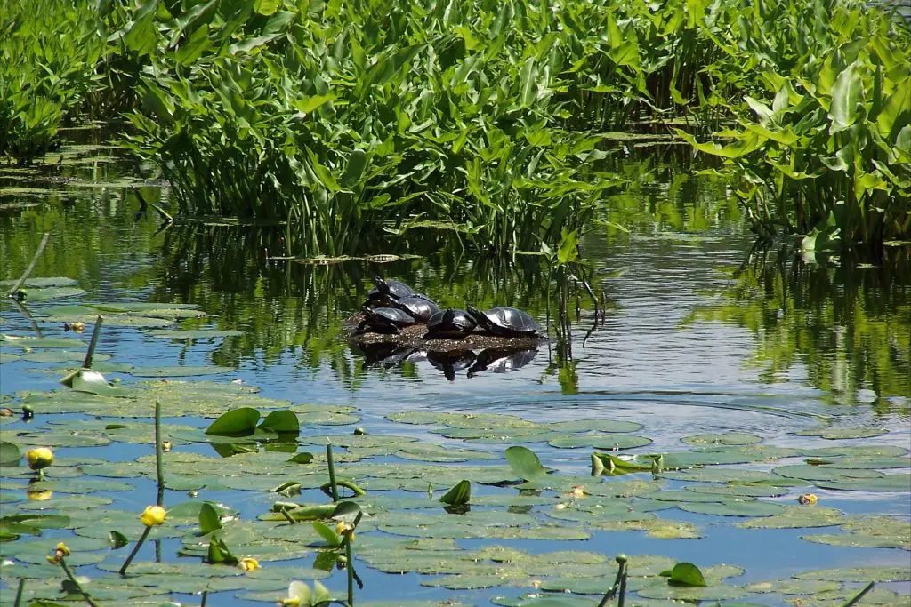 Where Do Painted Turtles Live?