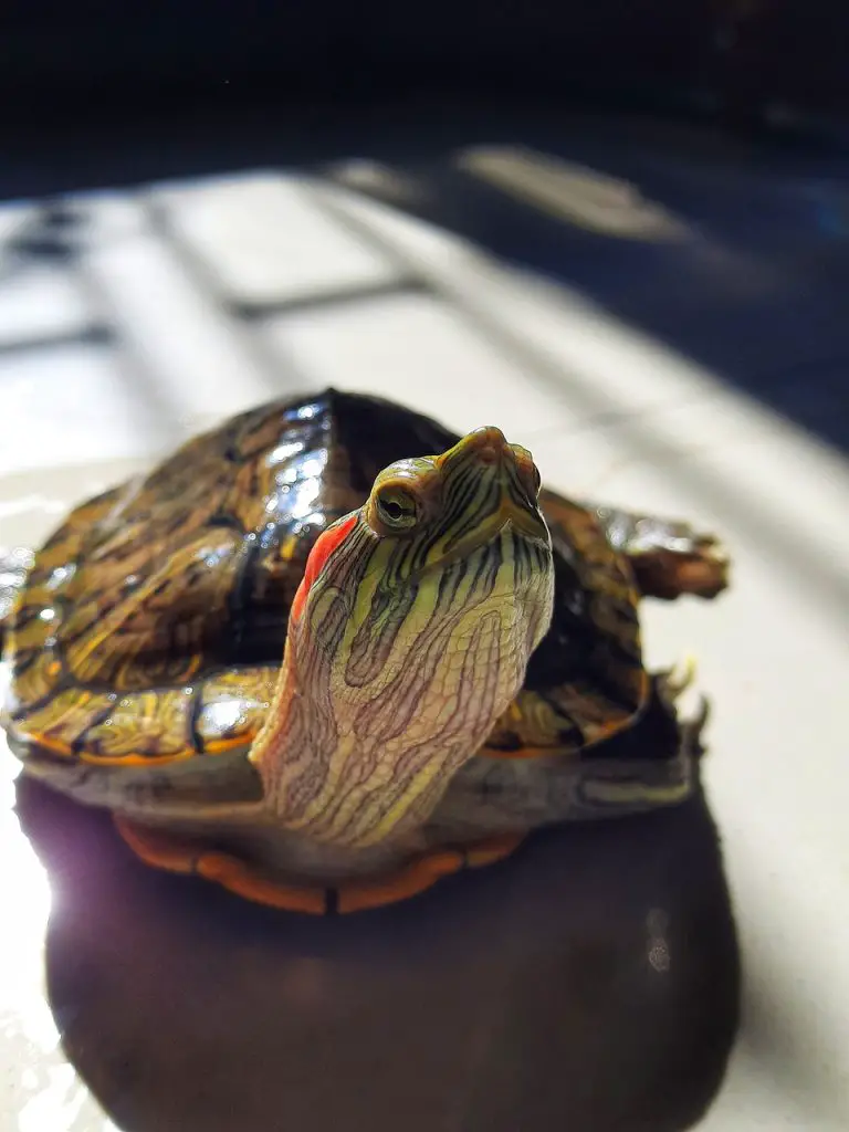 What Do Red Eared Sliders Do In The Winter?