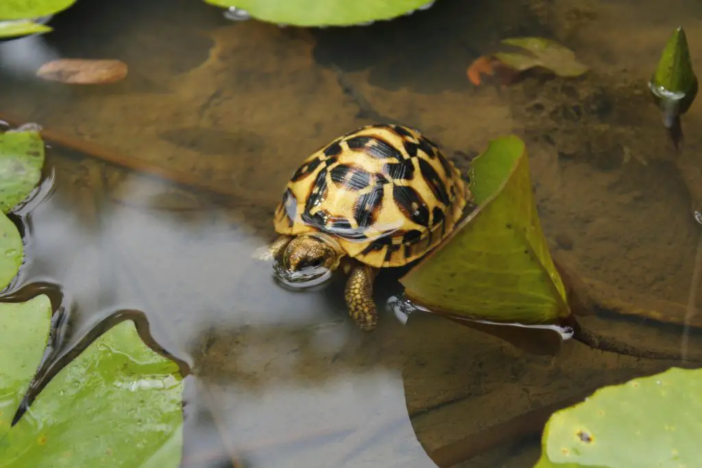 What Do Yellow Bellied Turtles Eat?