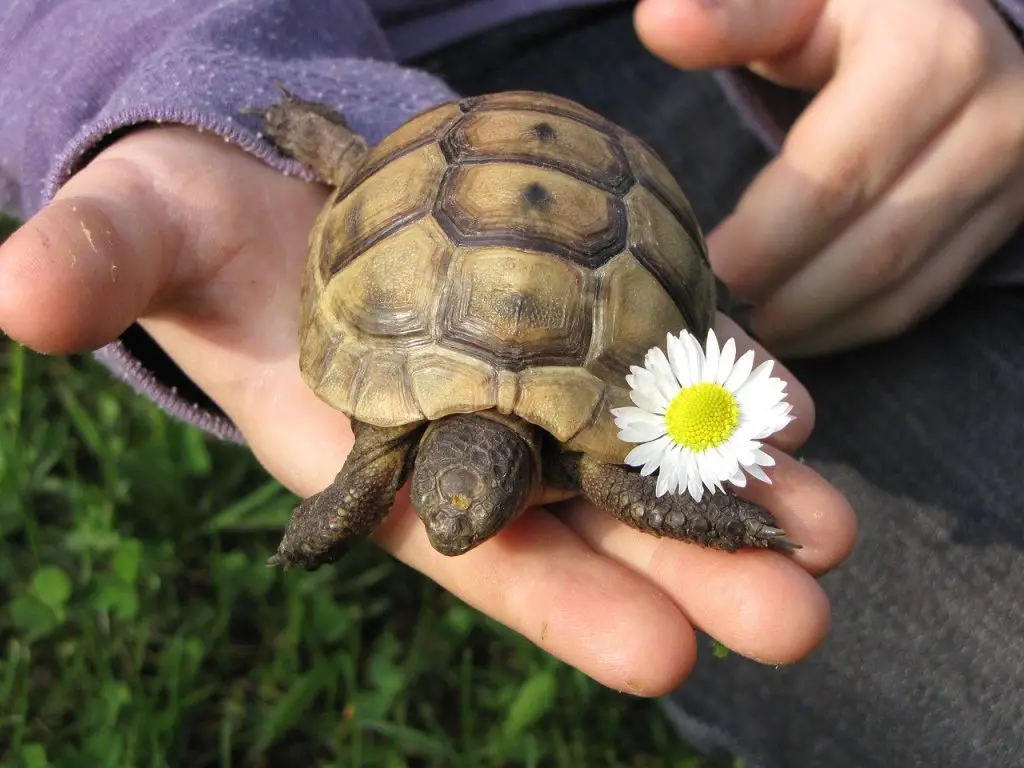 How Long Do Snapping Turtle Eggs Incubate?