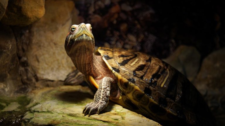 Origin &Amp; History Of Turtles: Ancient Myth To Modern Science