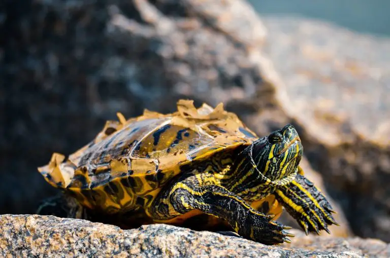 Find Your Perfect Cherry Head Tortoise Companion Online