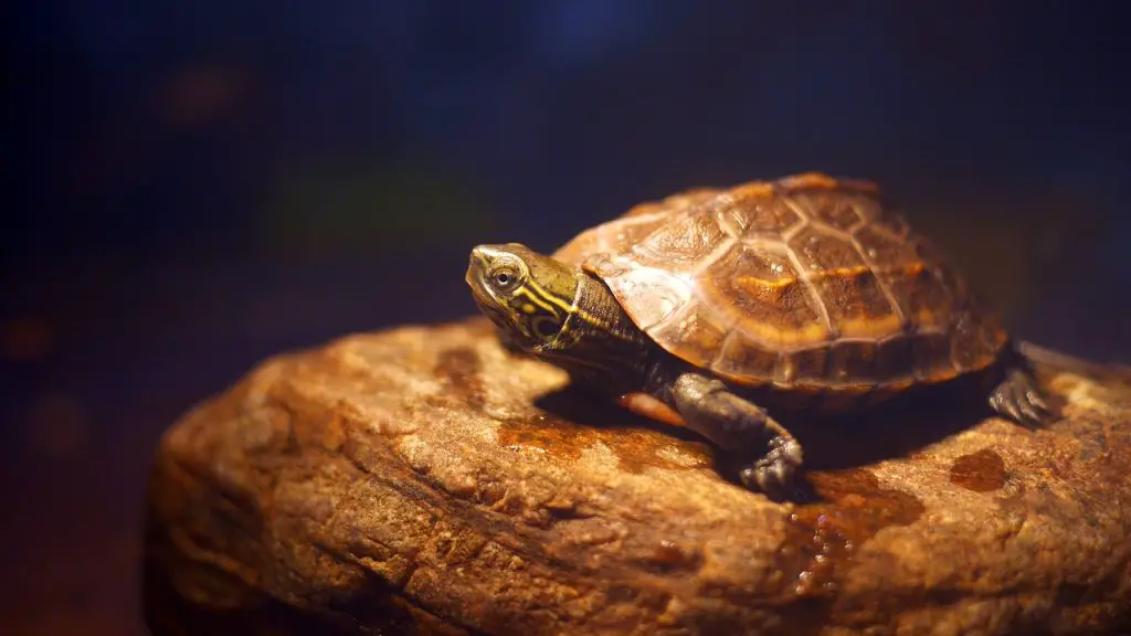 Find Your Perfect Cherry Head Tortoise Companion Online