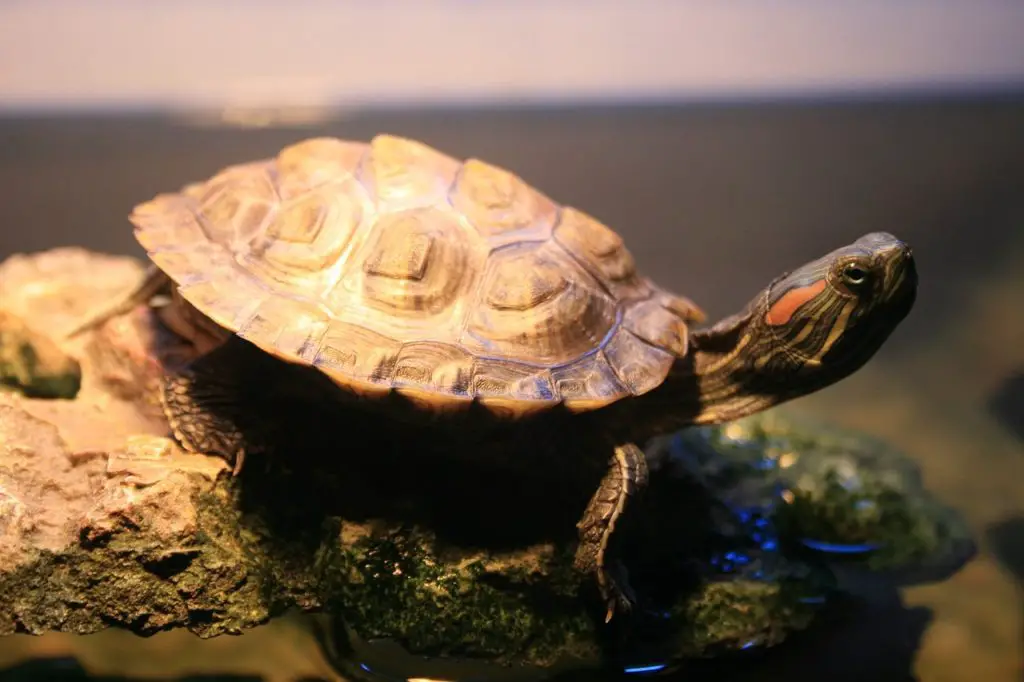 Find Your Perfect Cherry Head Tortoise Companion Online