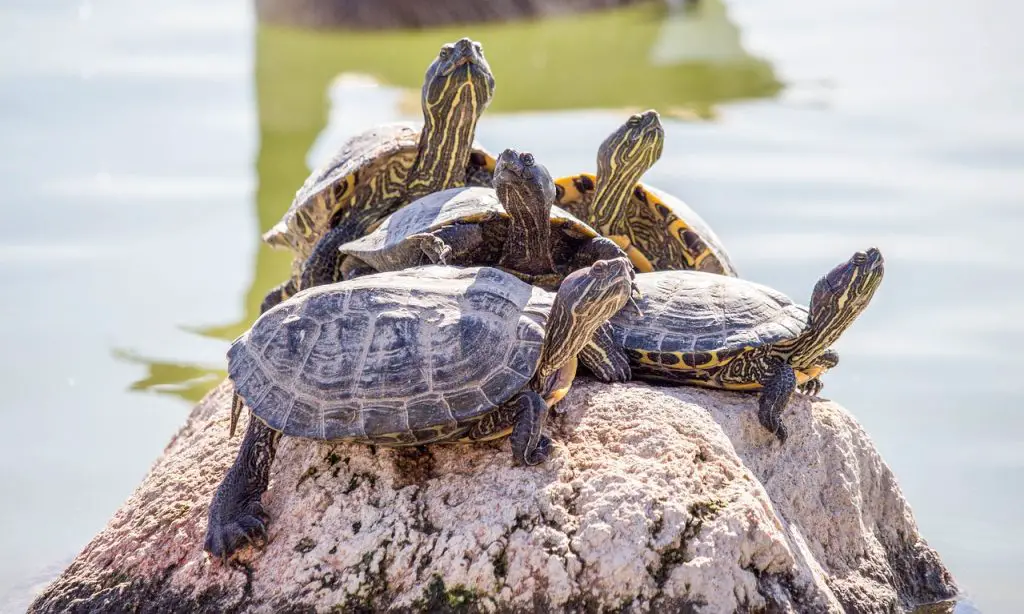 15 Turtle Species That Are Perfect For Outdoor Pond