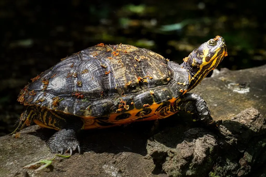 15 Turtle Species That Are Perfect For Outdoor Pond