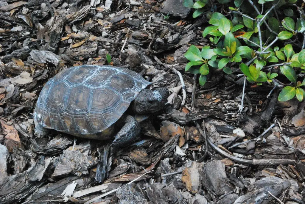 How Long Do Snapping Turtle Eggs Incubate?