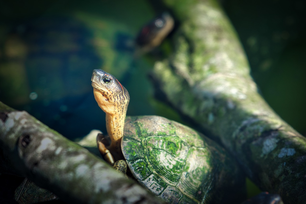 How Long Do Snapping Turtle Eggs Incubate?