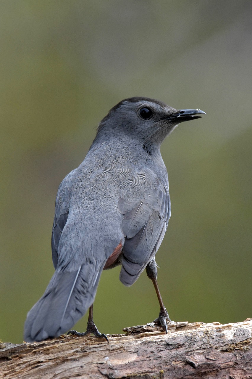 Gray Catbird (Dumetella Carolinensis)