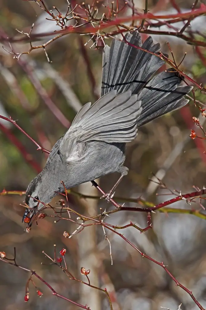 Gray Catbird (Dumetella Carolinensis)