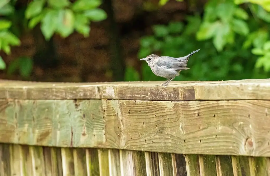 Gray Catbird (Dumetella Carolinensis)