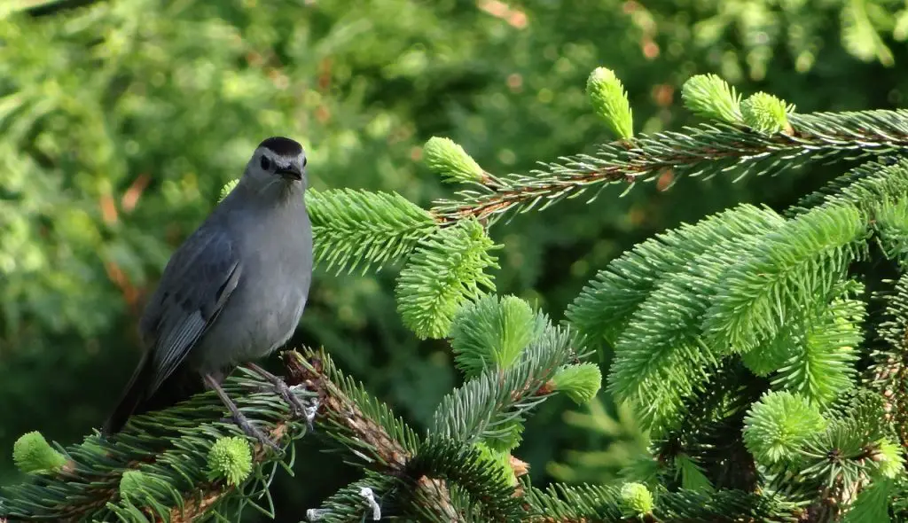 Gray Catbird (Dumetella Carolinensis)