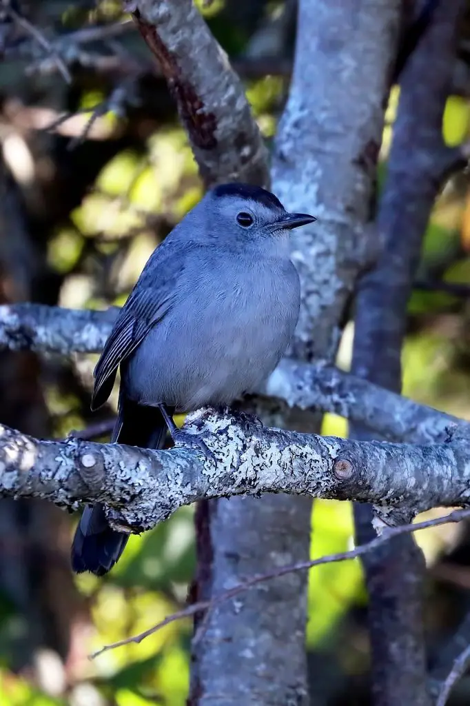 Gray Catbird (Dumetella Carolinensis)