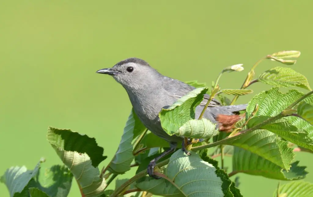 Gray Catbird (Dumetella Carolinensis)