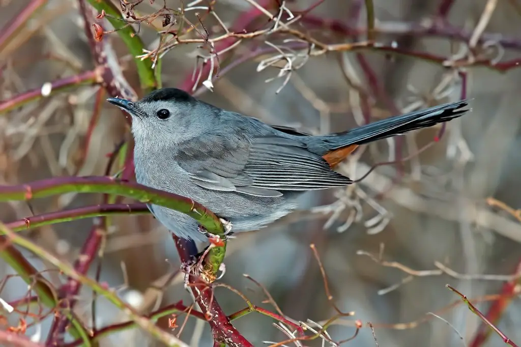 Gray Catbird (Dumetella Carolinensis)