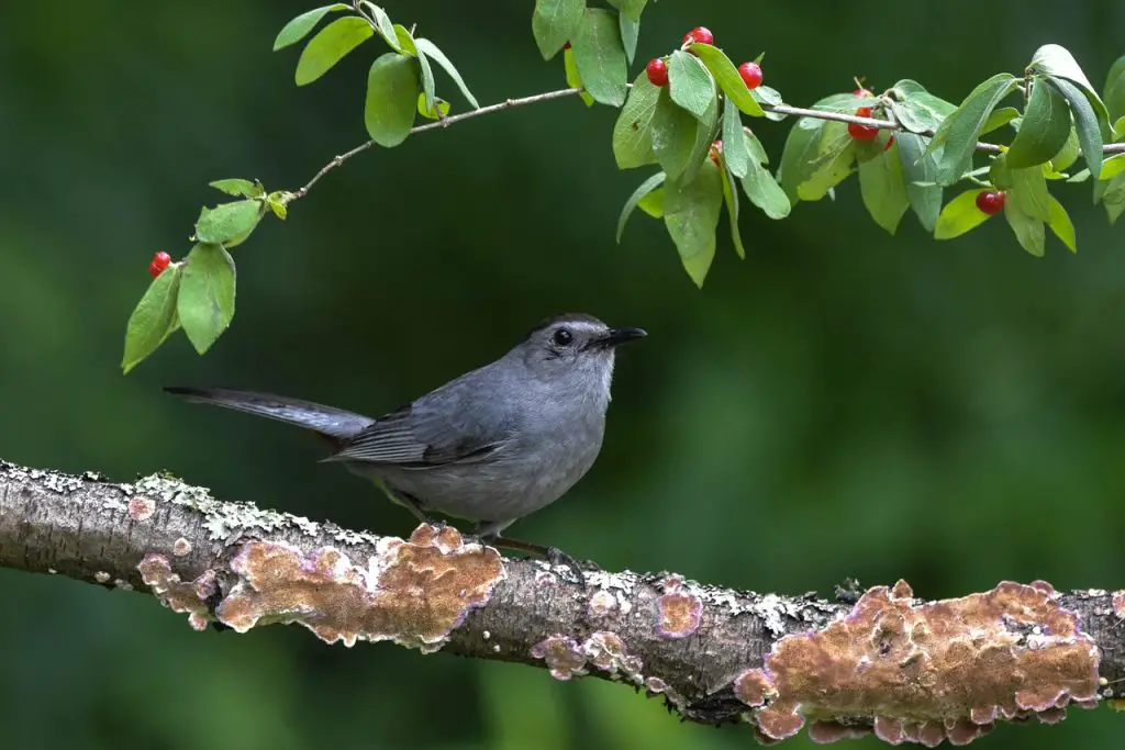 Gray Catbird (Dumetella Carolinensis)