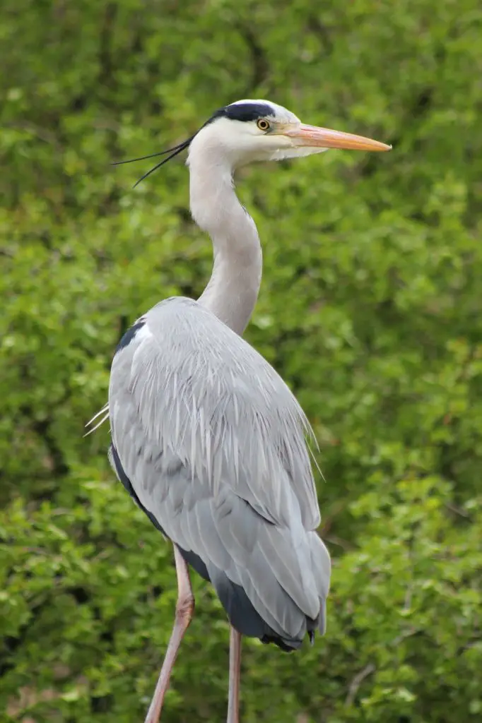 Heron