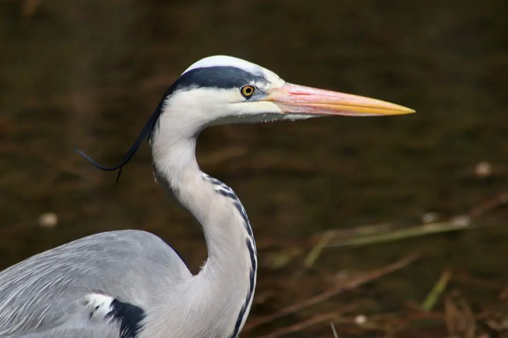 Heron