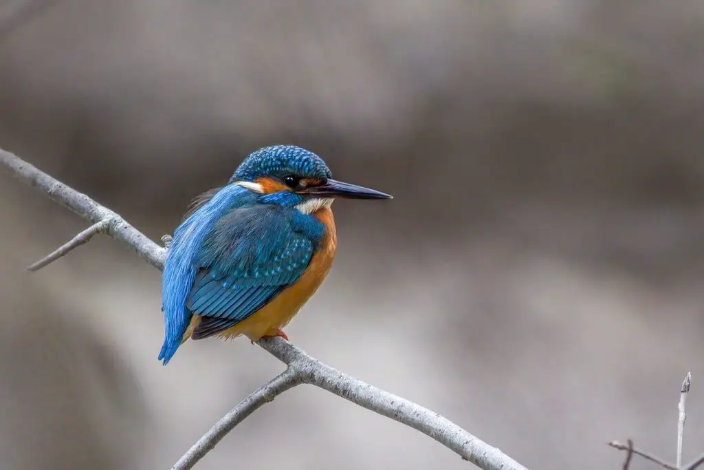 Kingfisher