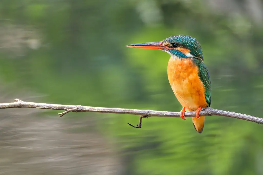 Kingfisher