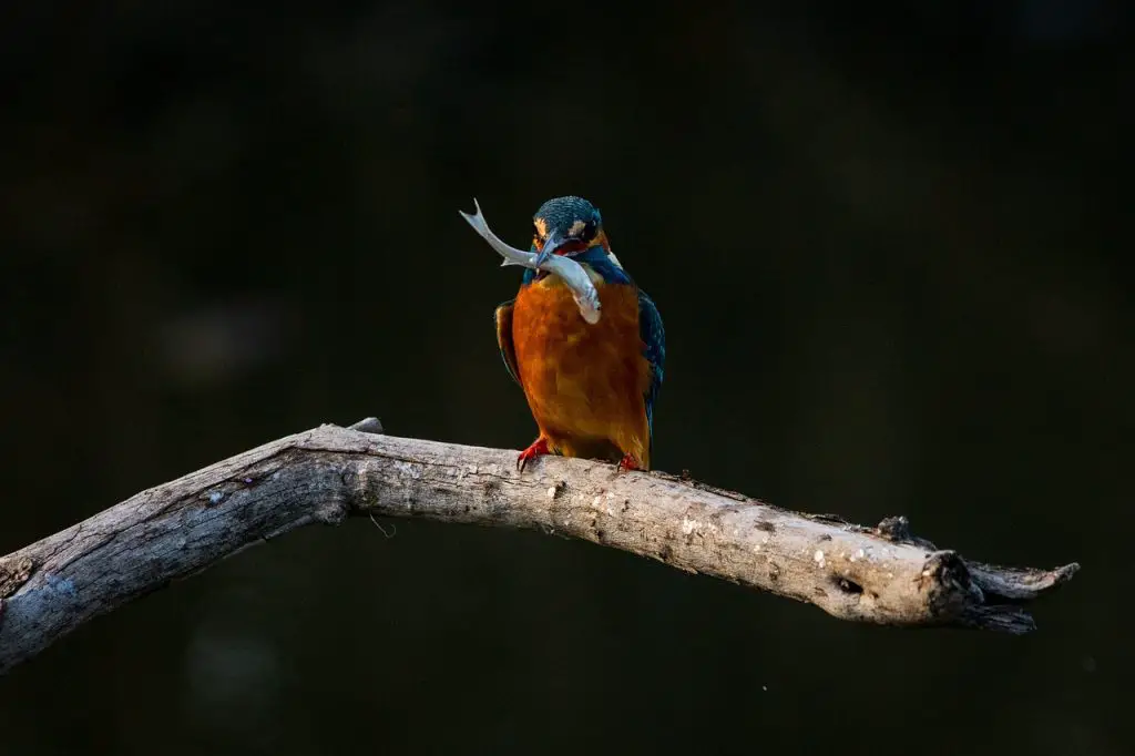 Kingfisher