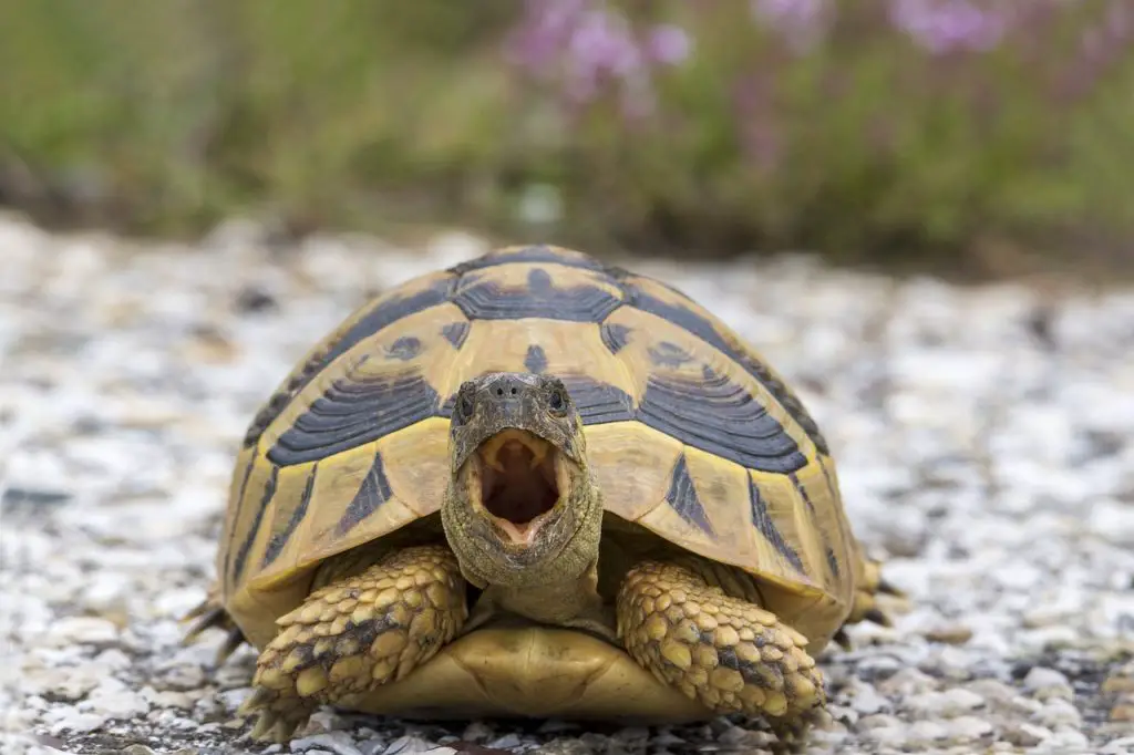 How To Clean A Turtle’s Shell Easily?