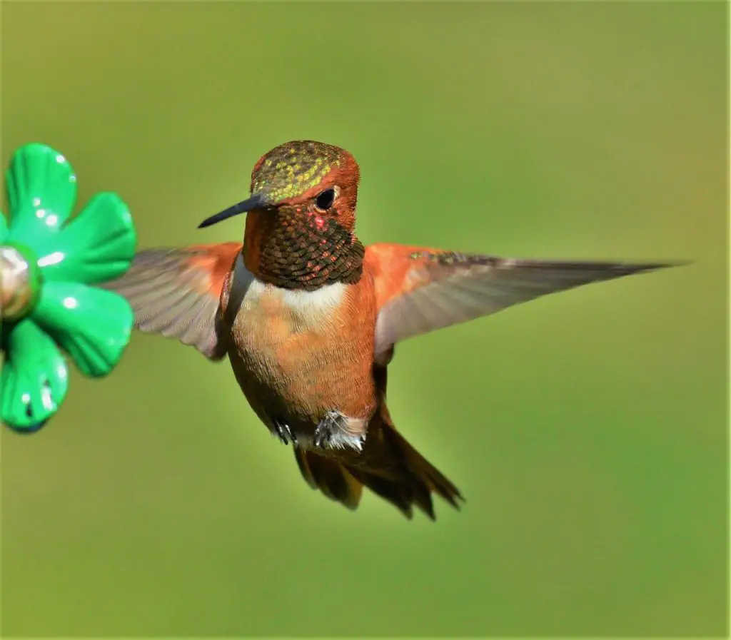 Rufous Hummingbird (Selasphorus Rufus)