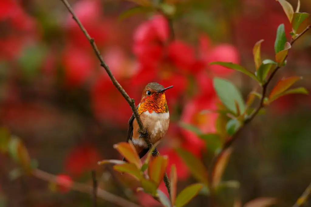 Rufous Hummingbird (Selasphorus Rufus)