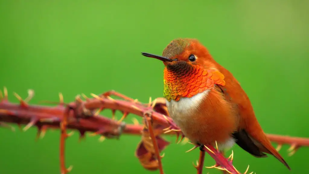 Rufous Hummingbird (Selasphorus Rufus)