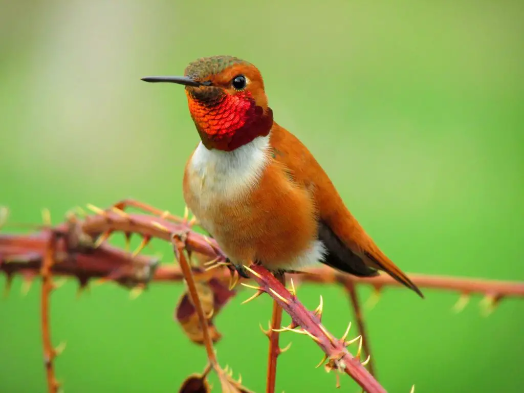 Rufous Hummingbird (Selasphorus Rufus)