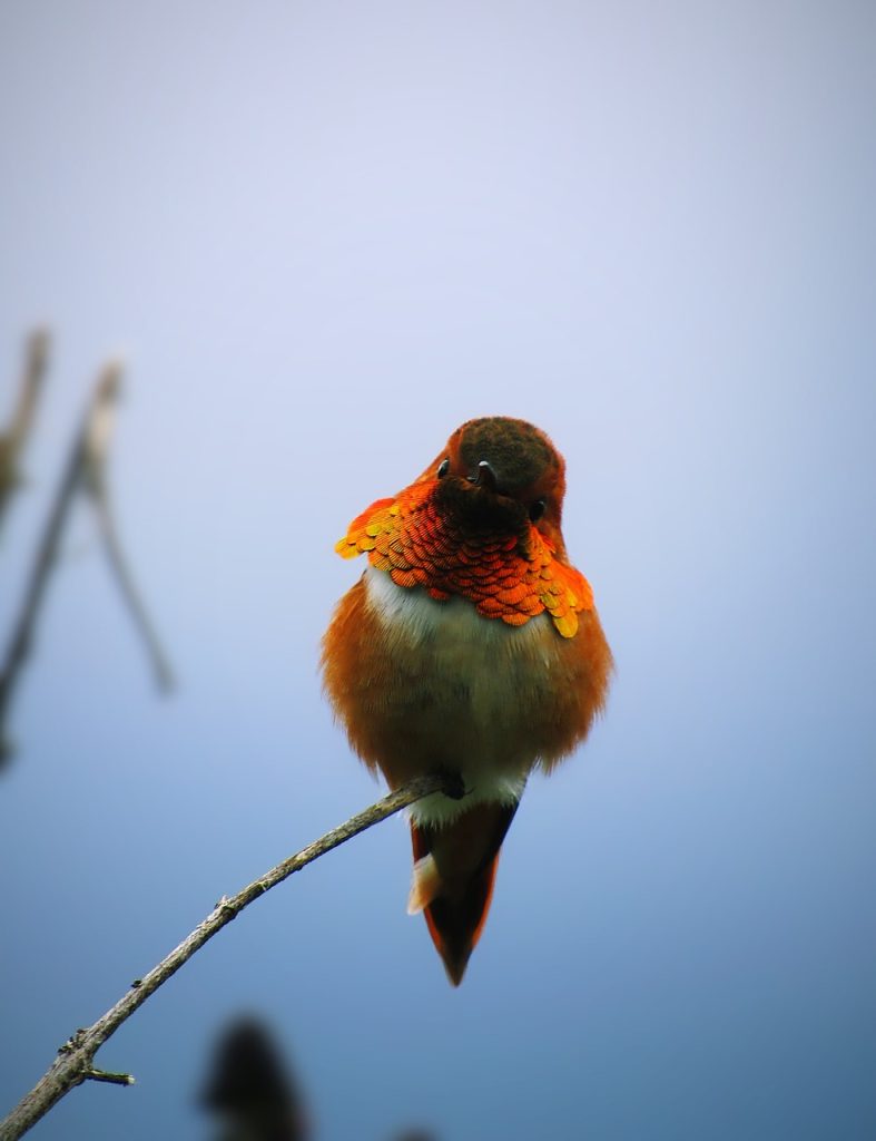 Rufous Hummingbird (Selasphorus Rufus)