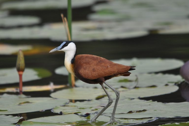 African Jacana (Actophilornis Africanus)